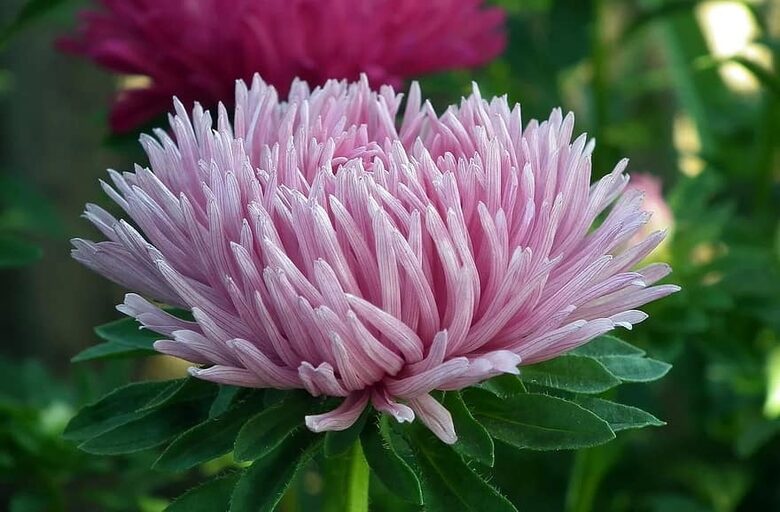 Ķīnas asteres. Mix. Sēklas. 